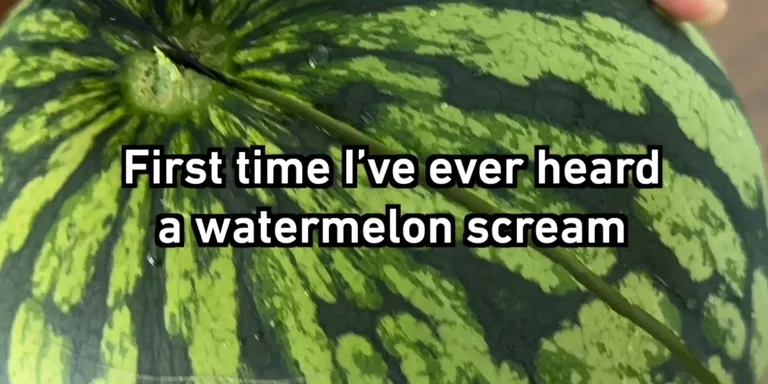 Open watermelon disappoint