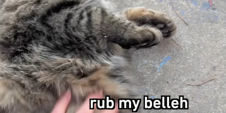 rub belly cat private
