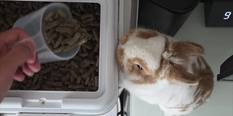 Bunny drift eat food dash