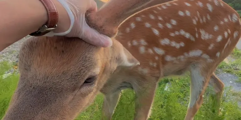 scritch sika deer