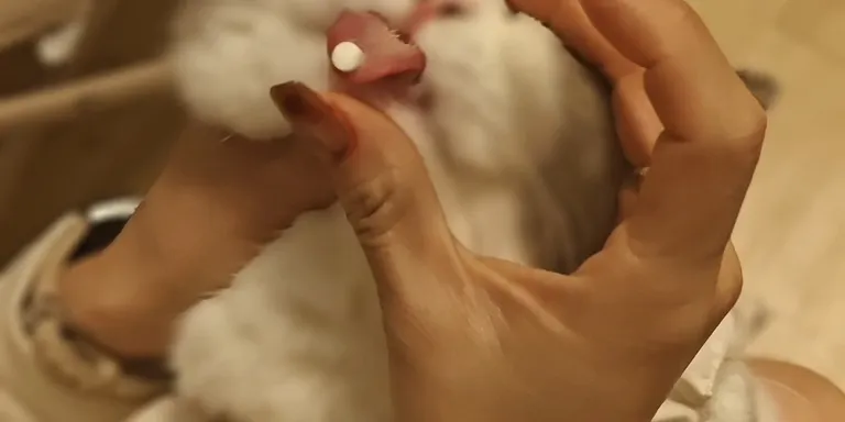 feed cat pill medicine stubborn