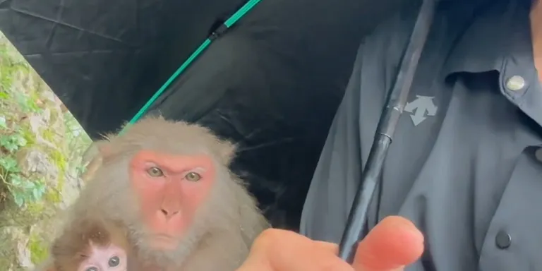 Monkey hide rain umbrella