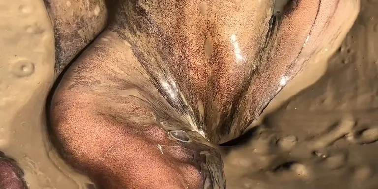 Octopus squeeze into beach hole