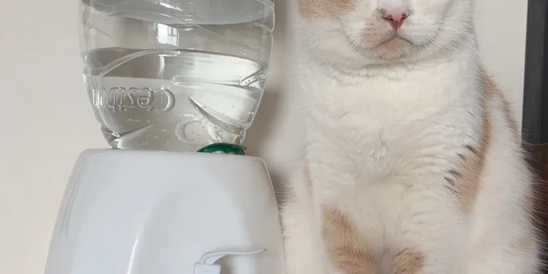 cat uses water dispenser
