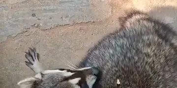 racoon looking for food