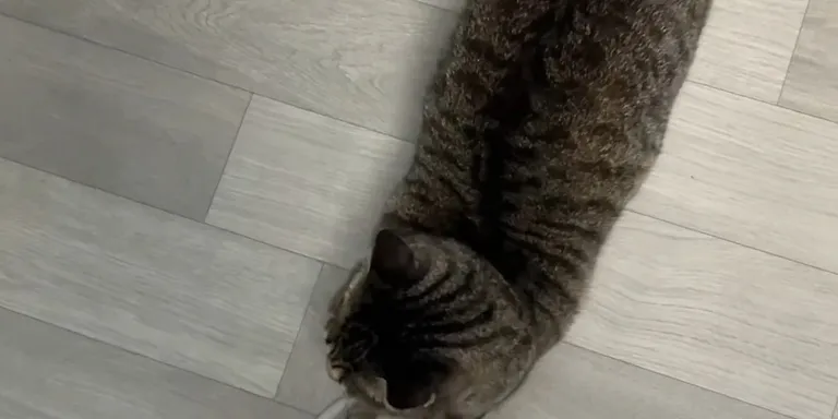 cat designer slipper
