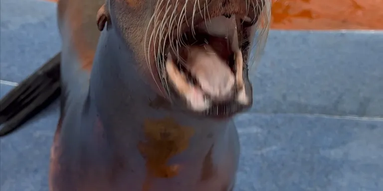 Sea lion burp