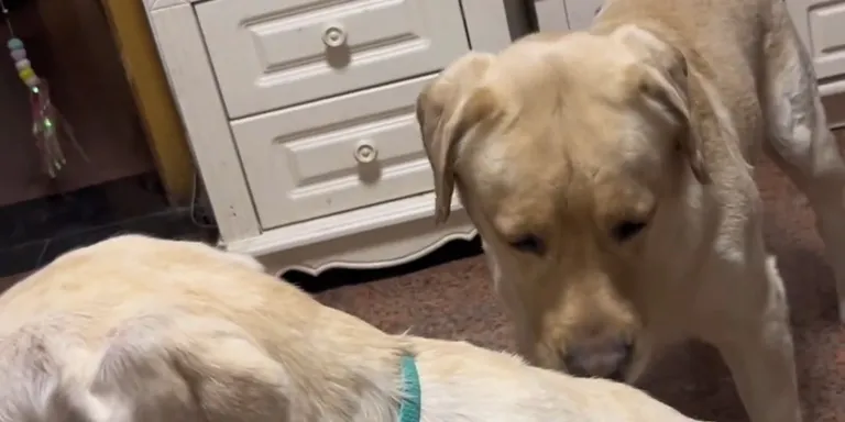 Labrador snoot poke
