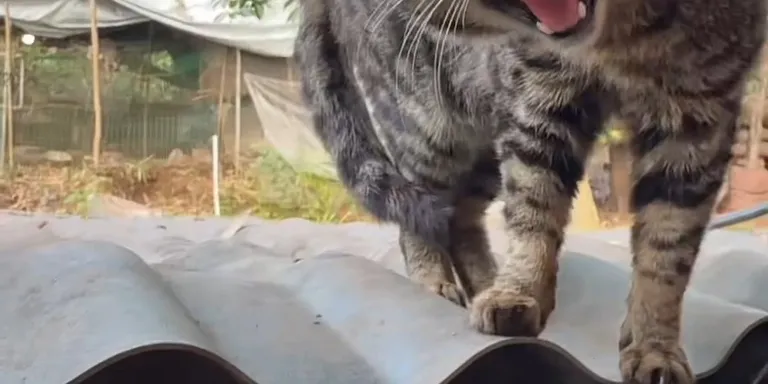 hiss cat spit rude