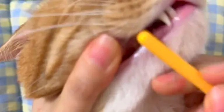 Orange cat groom clean reels