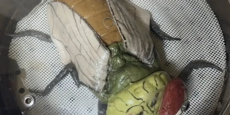 Mantou bao fly insect