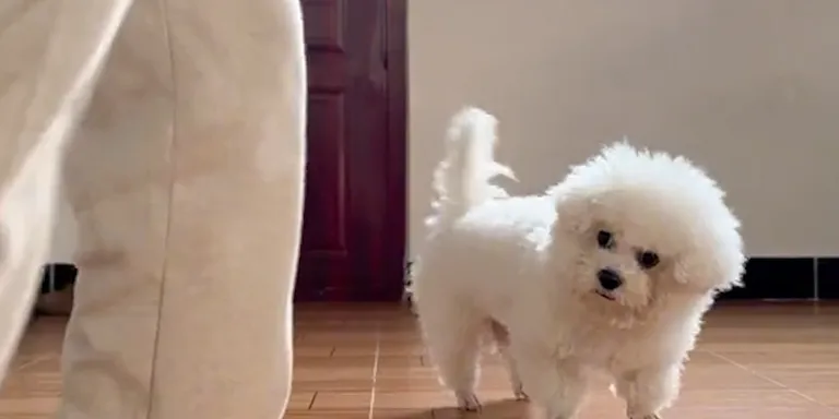 dog soccer