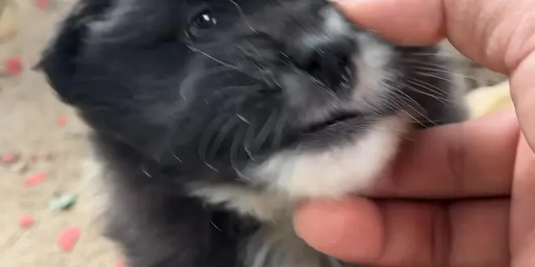 Aggressive pet dog smol mom