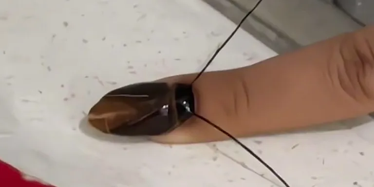 cockroach nail art