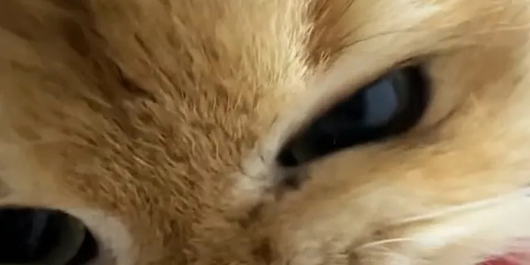 cat strawberry ASMR