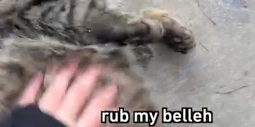 rub belly cat private