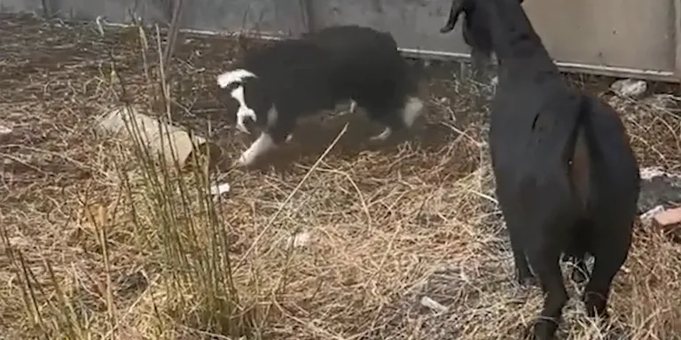 border collie beat by goat