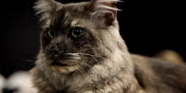 International Feline Contest: Europe’s 'most beautiful cats' gather in Sofia